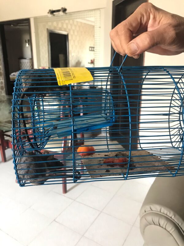 rat trap cage mice rodent animal control catch mouse2